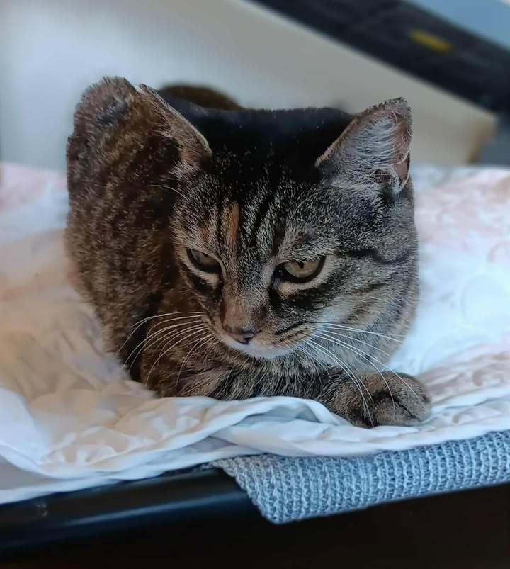 Janie, an adoptable Domestic Short Hair in Challis, ID, 83226 | Photo Image 4