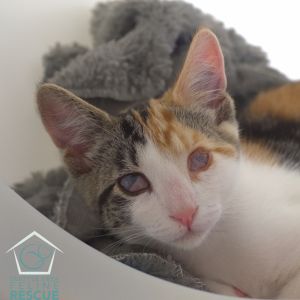Maroon (and Cutie Pie) Domestic Short Hair Cat