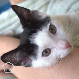 Cutie Pie (and Maroon) Domestic Short Hair Cat