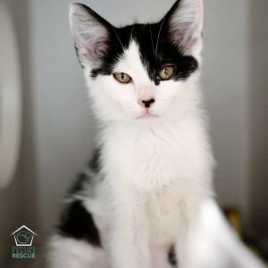 Clementine Domestic Short Hair Cat