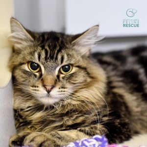 Thank you for choosing adoption and making a rescued kitty part of your family Our team is looking 