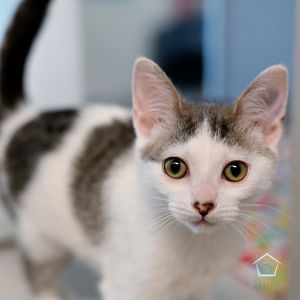 Dove Domestic Short Hair Cat