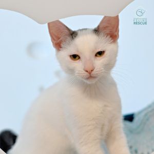 Merlin Domestic Short Hair Cat