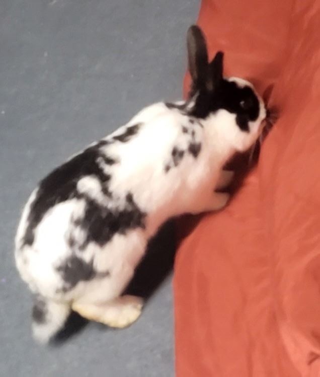 Otis