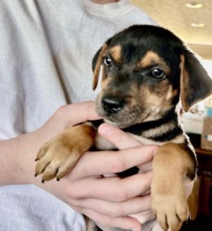 Angelica Pickles, Baby Female Labrador Retriever