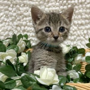 Blossom, Baby Female Domestic Short Hair