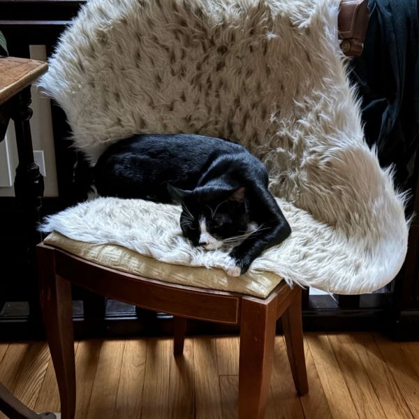 Pet Image