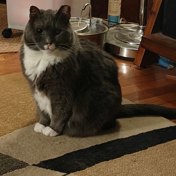 Pet Image