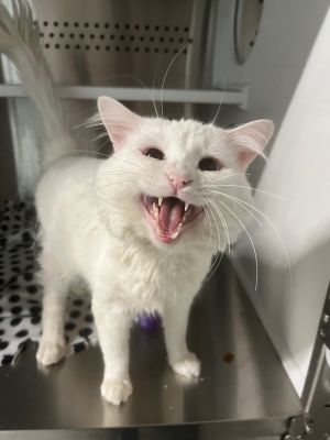 Macho, Adult Male Domestic Medium Hair