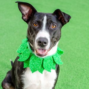 January Border Collie Dog
