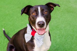 Hello all My name is January Im a spayed 1 year old Border CollieTerrier mix who weighs about
