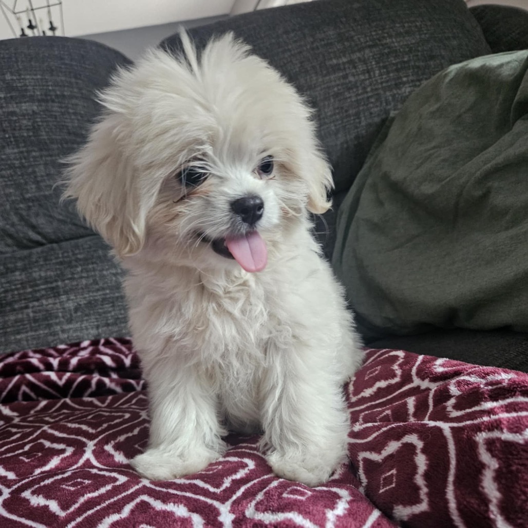 Milo