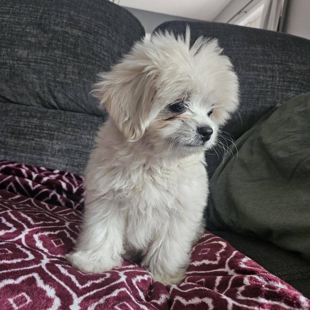 Milo