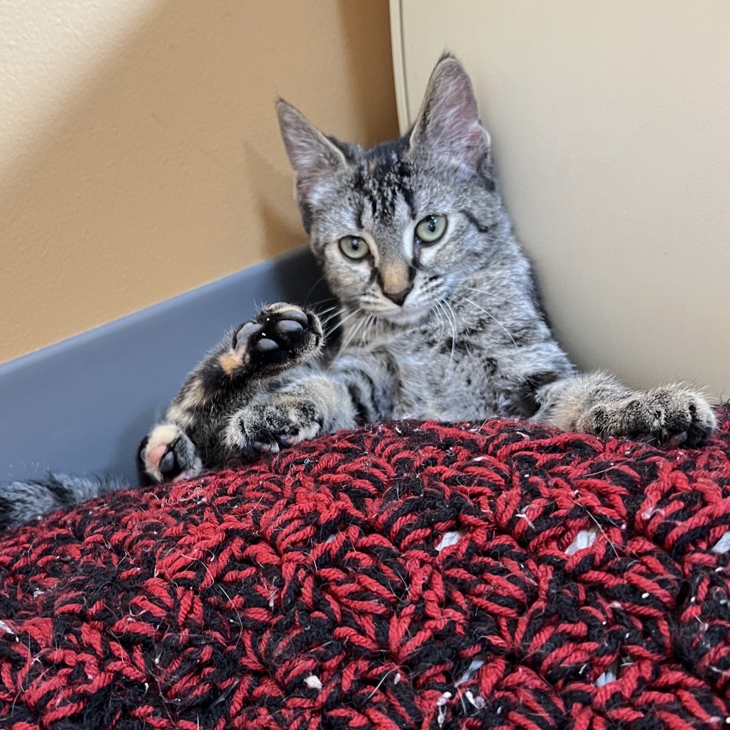Ivy, an adoptable Domestic Short Hair in Wadena, MN, 56482 | Photo Image 1