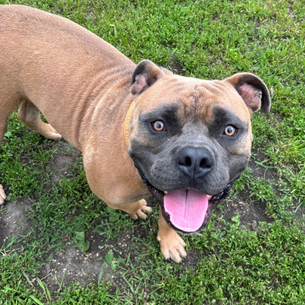 Beetle, an adoptable American Bulldog in Wadena, MN, 56482 | Photo Image 1