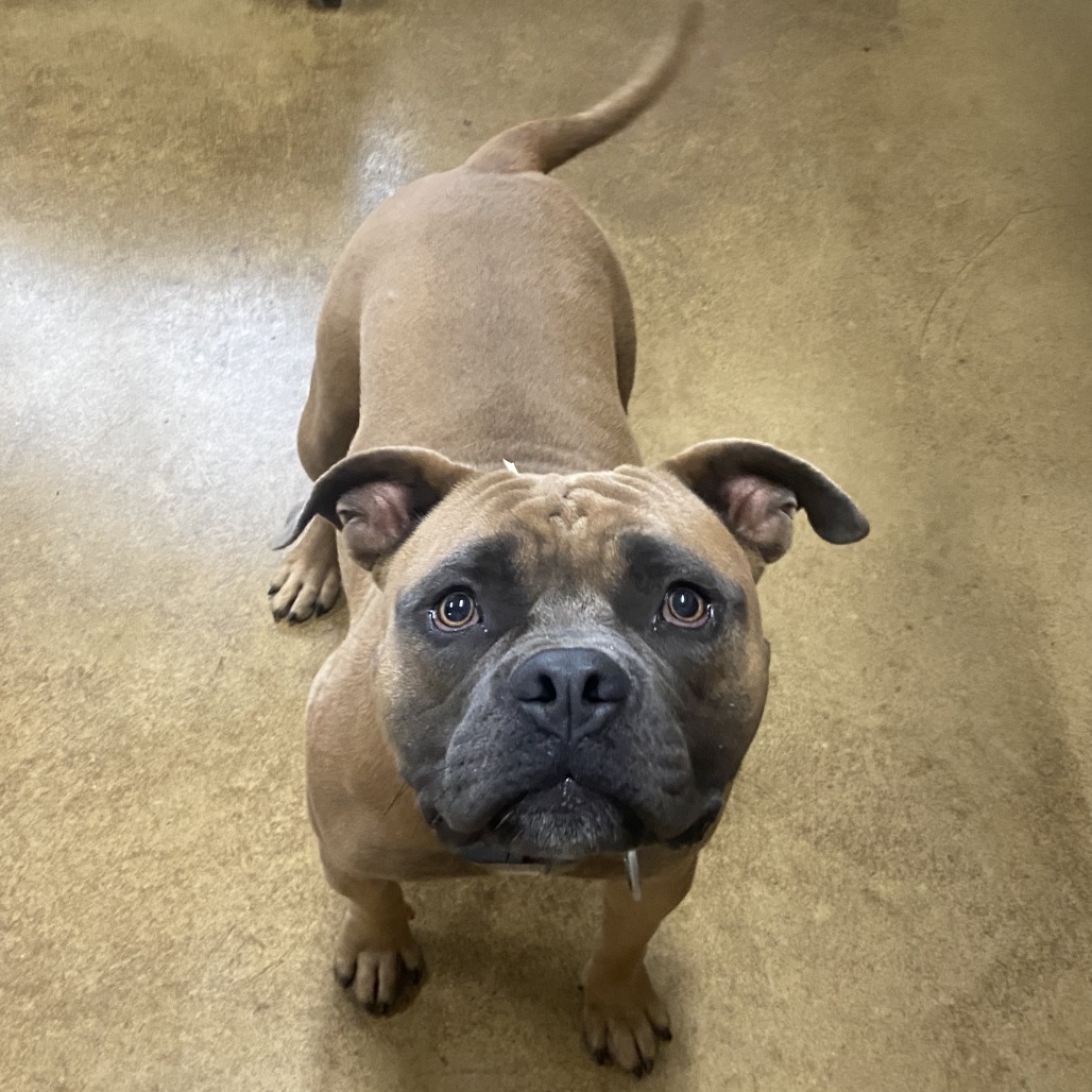 Beetle, an adoptable American Bulldog in Wadena, MN, 56482 | Photo Image 2