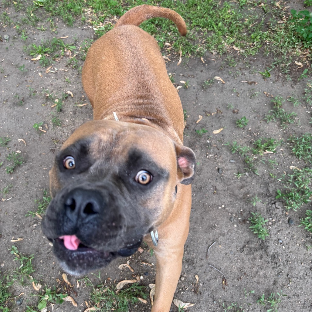 Beetle, an adoptable American Bulldog in Wadena, MN, 56482 | Photo Image 3