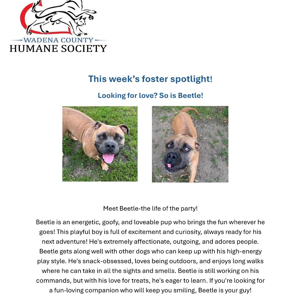 Beetle, an adoptable American Bulldog in Wadena, MN, 56482 | Photo Image 4