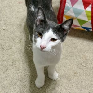 Longhorn Domestic Short Hair Cat