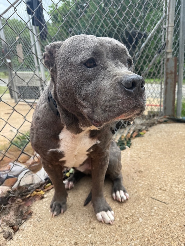 Diesel