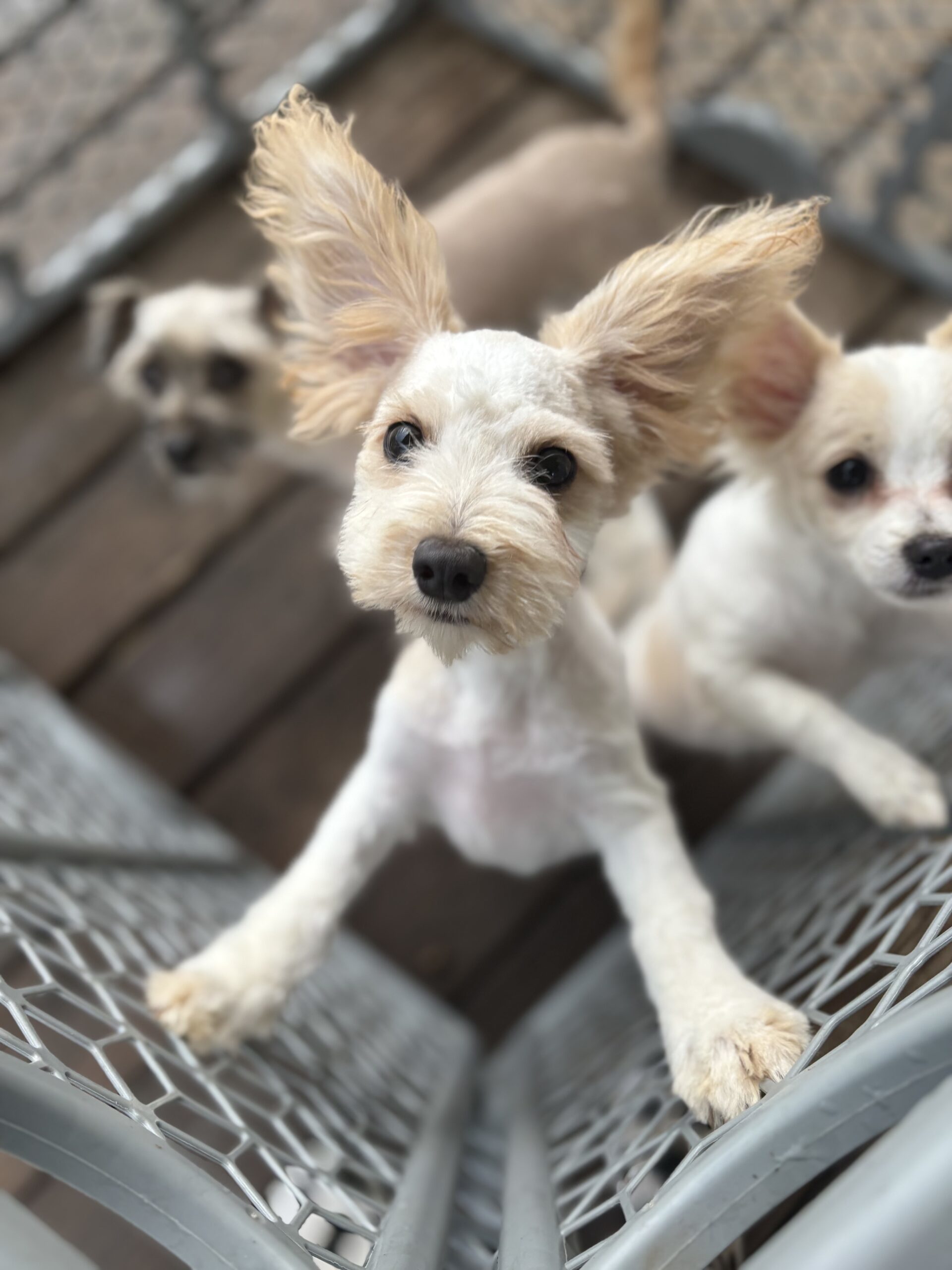 Bobo, an adoptable Papillon in Harrah, OK, 73045 | Photo Image 1