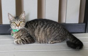 Lucy - 41627, Young Female Domestic Short Hair