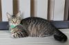 Lucy - 41627 photo 2