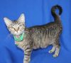 Lucy - 41627 photo 3