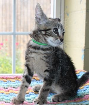Willow - 41756, Baby Female Domestic Short Hair