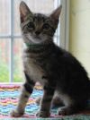 Willow - 41756 photo 2