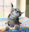 Willow - 41756 photo 3