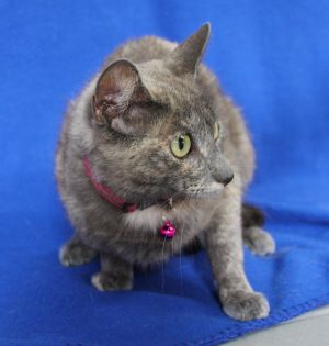 Elizabeth - 41722, Young Female Domestic Short Hair