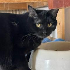 Orion, Adult Male Domestic Short Hair