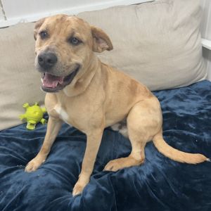 Chase, Adult Male Labrador Retriever