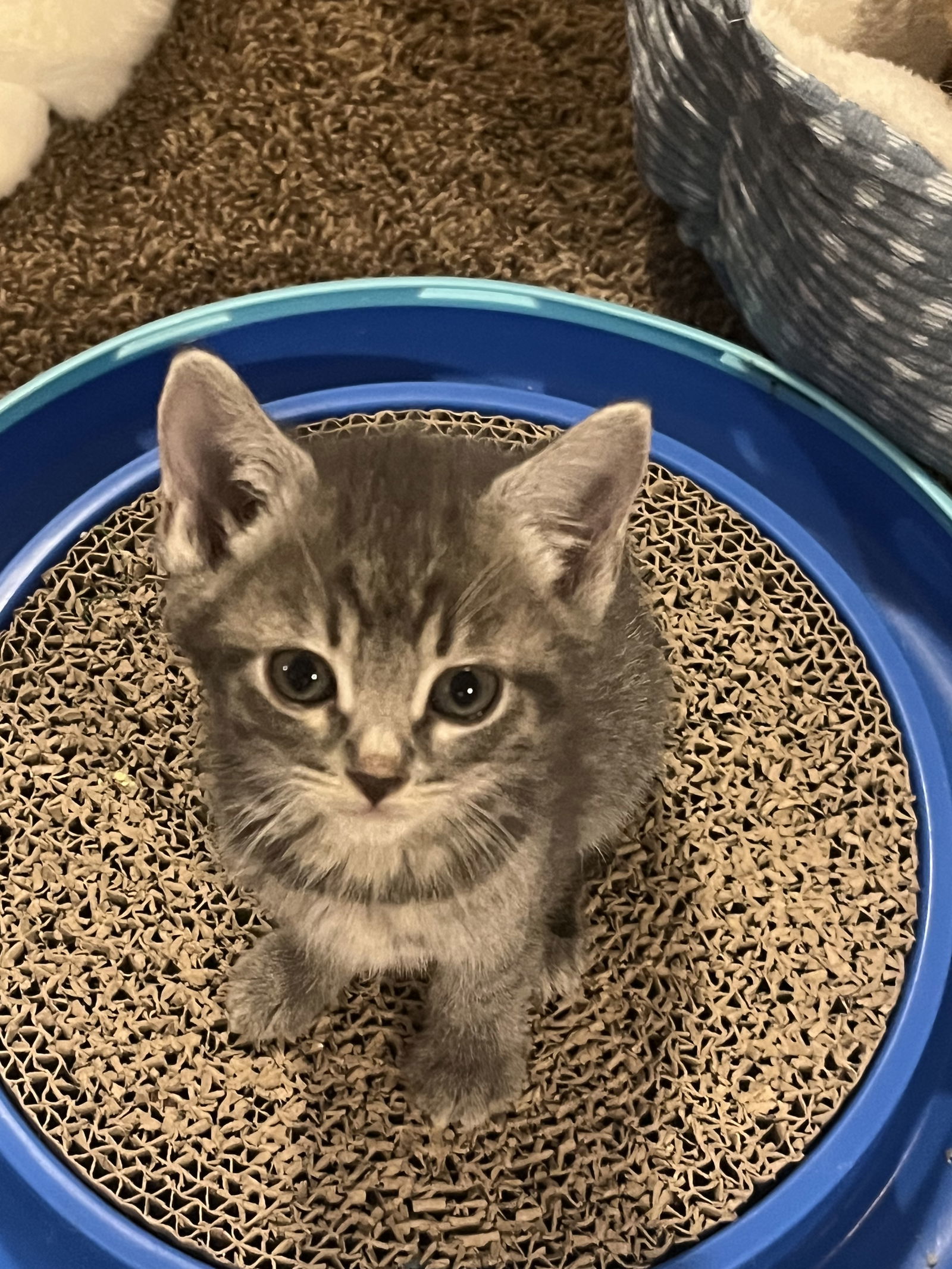 Pepper