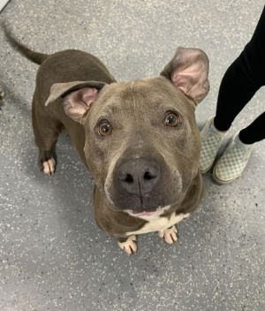 Rudy, Adult Male American Staffordshire Terrier