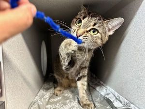 Mozzi Domestic Short Hair Cat