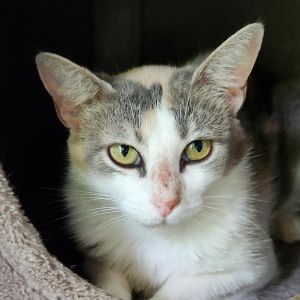 Kirby, Adult Female Domestic Short Hair