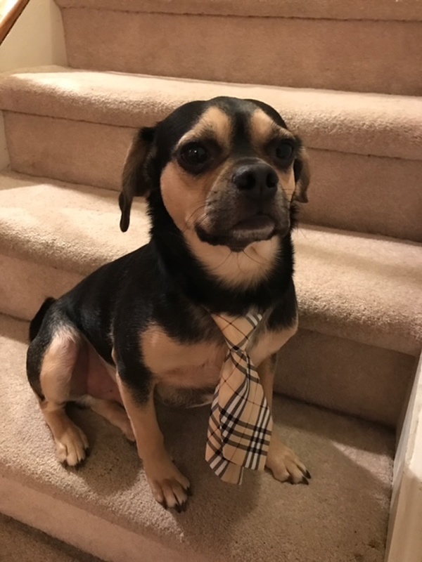 Maximus