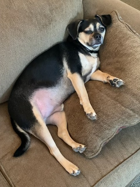 Maximus
