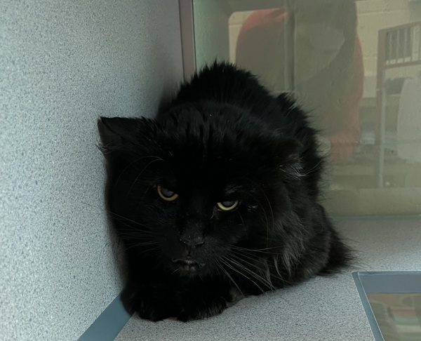 Pet Image