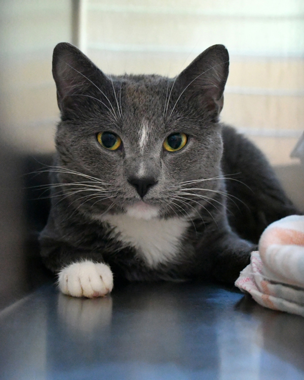 Pet Image