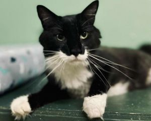 Joey(Foster Needed) Domestic Short Hair Cat