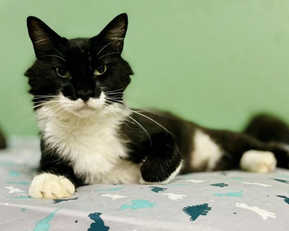 Joey(Foster Needed)