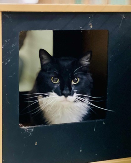 Joey(Foster Needed)