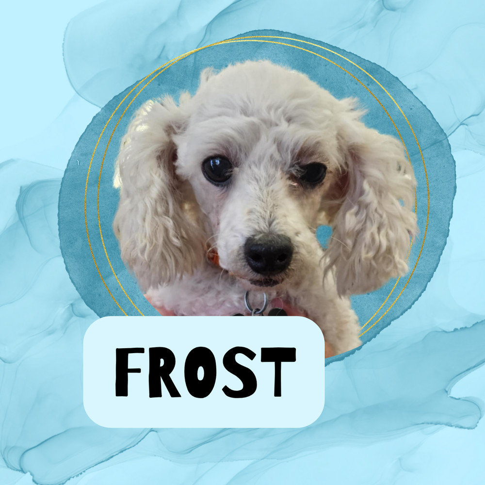 Poodle Miniature - Frost