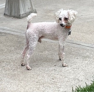 Poodle Miniature - Frost