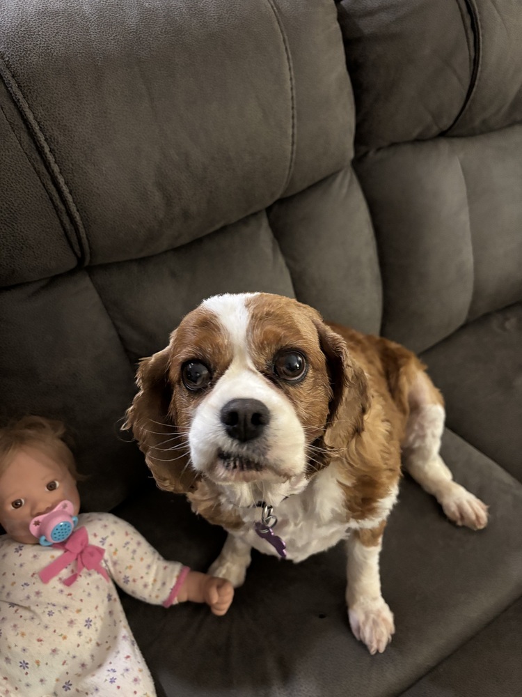 Cavalier - Maple