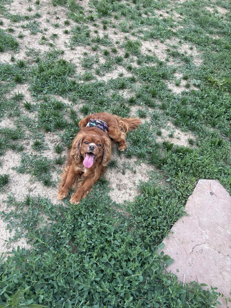 Cavalier - Stormy