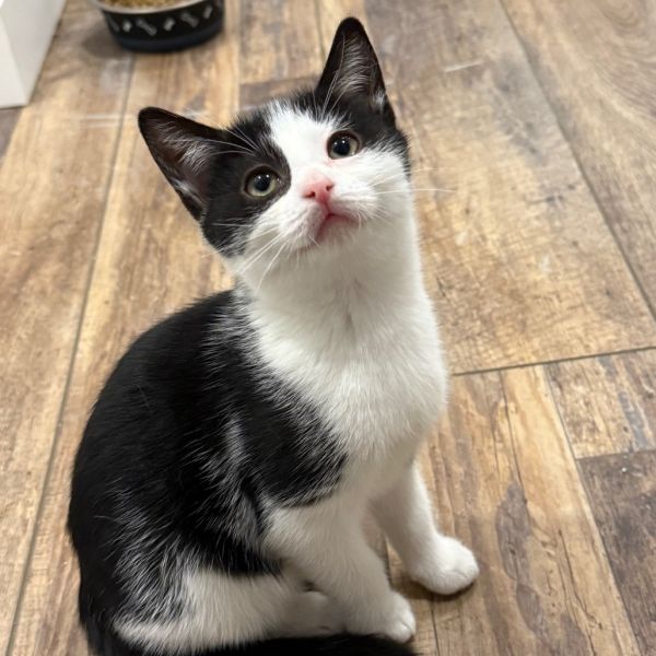 Pet Image